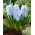 Blue Eyes hyacint - XXL pakke 150 stk.