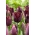 Black Jewel tulipán - 5 db.