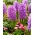 Purple Voice hiacinte - liels iepakojums! - 30 gab.