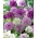 Allium mix okrasná cibuľa - XL balenie 30 ks