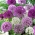 Allium mix koristesipuli - XL pakkaus 30 kpl