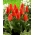 Tulipa 'Miramare' - pacote XXXL 250 unid.