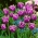 Tulipa American Engle - Tulip American Engle - XXXL iepakojums 250 gab.