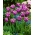 Tulipa Inglese Americano - Tulipano Inglese Americano - XXXL conf. 250 pz