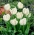 Tulipa White Parrot - Tulip White Parrot - XXXL-Packung 250 Stk - 