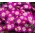 Anemone Pink Star - XXXL pack - 400 pcs
