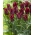 Tulipa Lasting Love - Tulip Lasting Love - XXXL förpackning 250 st