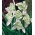 Galanthus nivalis flore pleno - Snowdrop flore pleno - XXL pakke 150 stk