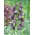 Fritillaria persica - Perzische parelmoervlinder - XL-verpakking - 50 st - 