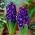 Hyacinthus Blue Magic - Hyacinth Blue Magic - XXL pakke 150 stk.