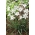Ipheion Alberto Castillo - Floare stea de primăvară Alberto Castillo - pachet XXXL - 500 buc.