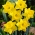 Narcissus Golden Harvest - Daffodil Golden Harvest - XXXL pakkaus 250 kpl