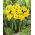 Narcissus Unsurpassable - Daffodil Unsurpassable - XXXL pack  250 pcs