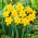 Narcis Unsurpassable - Daffodil Unsurpassable - XXXL pakiranje 250 kos