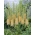 Himalayan foxtail lily - Romance; Himalayan desert candle - XL pack - 50 pcs