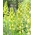 Lys de Perse à fleurs blanches - Blanc - Pack XL - 50 pcs - 