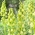 Valkokukkainen persialainen lilja - Valkoinen - XL pakkaus - 50 kpl - 