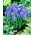 Muscari Blue Spike - Grape Hyacinth Blue Spike - XXXL förpackning - 500 st