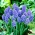 Muscari Blue Spike - Grape Hyacinth Blue Spike - XXXL-Packung - 500 Stk - 