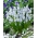 Grape hyacinth Muscari Peppermint - XXXL pack - 500 pcs