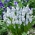 Hroznový hyacint Muscari Peppermint - XXXL balenie - 500 ks