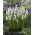 Muscari sibiřský tygr - hroznový hyacint sibiřský tygr - XXXL balení - 500 ks.