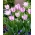 Biglietto Aria Tulipa - Biglietto Aria Tulipa - Confezione XXXL 250 pz