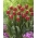 Tulip Elegant Crown - XXXL iepakojumā 250 gab.