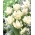 Tulipa Exotic Emperor - Tulip Exotic Emperor - XXXL pack  250 pcs