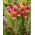 Tulipa Match - Лале Мач - XXXL опаковка 250 бр - 
