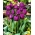 Tulipa Negrita - Tulipa Negrita - pacote XXXL 250 unid.