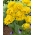 Dviguba tulpė "Yellow Pomponette" - XXXL pakuotė 250 vnt.
