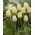 Tulipa Cheers - Tulip Cheers - XXXL pakke 250 stk