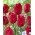 Tulipa Ile de France - Tulpe Ile de France - XXXL-Packung 250 Stk - 