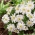 Anemone blanda White Splendor - Pack XXXL - 400 uds