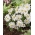 Anemone blanda White Splendor - pacote XXXL - 400 unid.