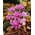 Colchicum Waterlily - Autumn Meadow Saffron Waterlily - pacote XL - 50 unid.