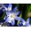 Chionodoxa forbesi blue - Glory of Snow forbesi blue - XXXL опаковка - 500 бр. - 