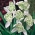 Galanthus nivalis flore pleno - Lumikelluke flore pleno - XXL pakk 150 tk