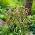 Fritillaria uva vulpis - Fox's grape fritillary uva vulpis - XXXL pack  250 pcs