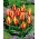 Tulipa Cape Cod - Лале Кейп Код - XXXL опаковка 250 бр - 