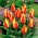 Tulipa Cape Cod - Tulip Cape Cod - XXXL pak 250 st - 