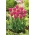 Tulpe Rose - Tulip Rose - XXXL iepakojums 250 gab.