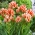 Tulipa Sylvia Warder - Tulip Sylvia Warder - XXXL pakke 250 stk
