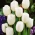 Tulipa White Dream - Tulip White Dream - XXXL pakke 250 stk.