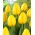 Novi Sun tulipán - XXXL csomag 250 db - 