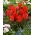 Tulipa Rotkäppchen - Tulpenrotkäppchen - XXXL-Packung 250 Stk - 