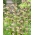 Green Dreams Persian fritillary - XL pakkaus - 50 kpl