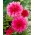 Dalia rosa - Dahlia Pink - Confezione XL - 50 pz