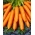 Cenoura Marion F1 - 25 000 sementes calibradas 1,6 - 1,8 mm - sementes profissionais para todos - 